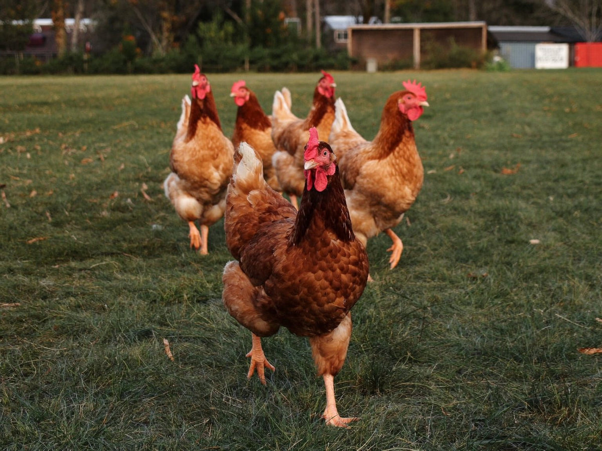 Five red hens crossing a green paddock toward the camera