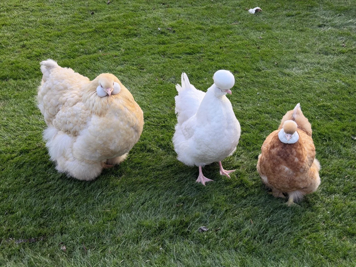 Three hens of different sizes together on mown grass, one heavy and fluffy, one slim and white, one small and blue-grey