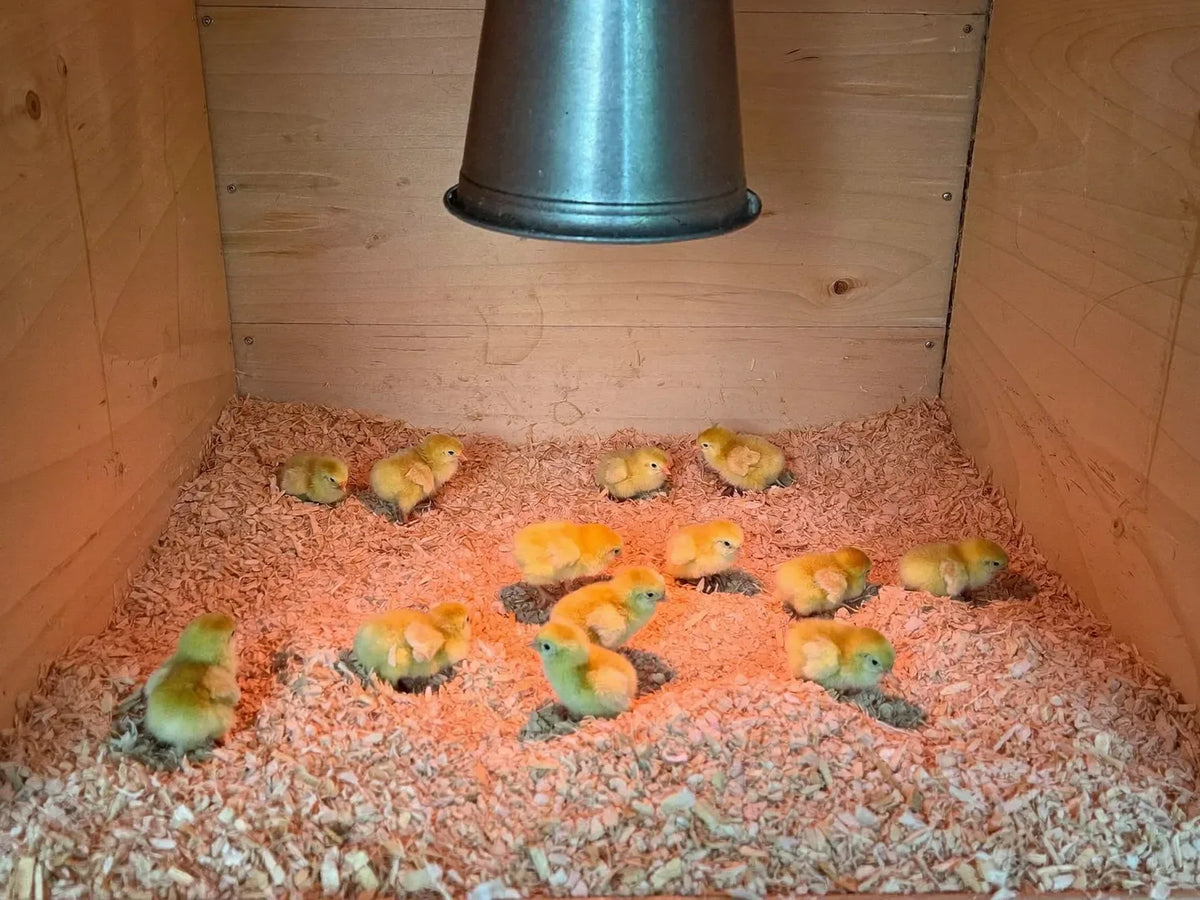 Day-old chicks spread evenly on pine shavings under a hanging brooder lamp in a plywood brooder box