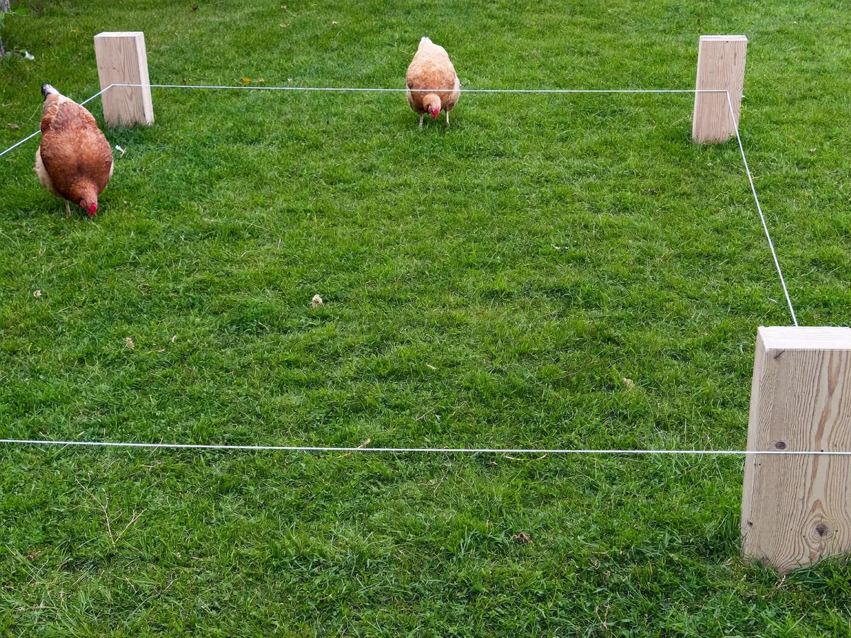 String lines and corner pegs marking out a coop-sized rectangle on a mown back garden lawn, hens pecking beyond