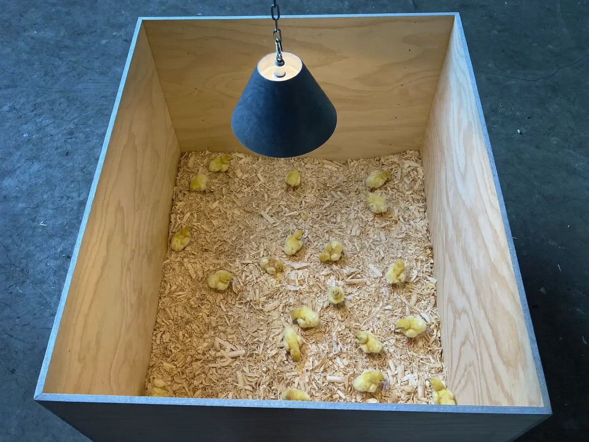Day-old chicks spread on pine-shaving litter inside a plywood brooder box under a hanging lamp