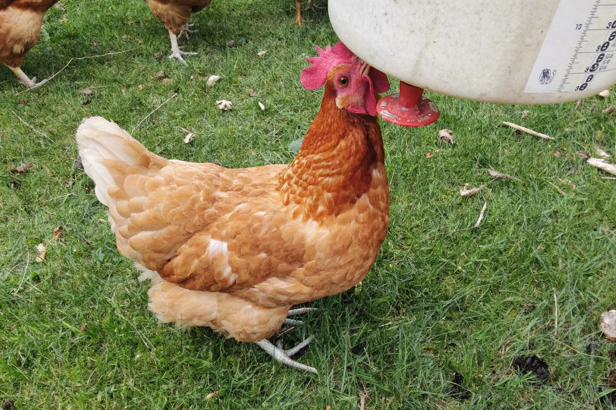 Brown hen stretching upward to drink from a red poultry nipple under a white bucket on mown grass