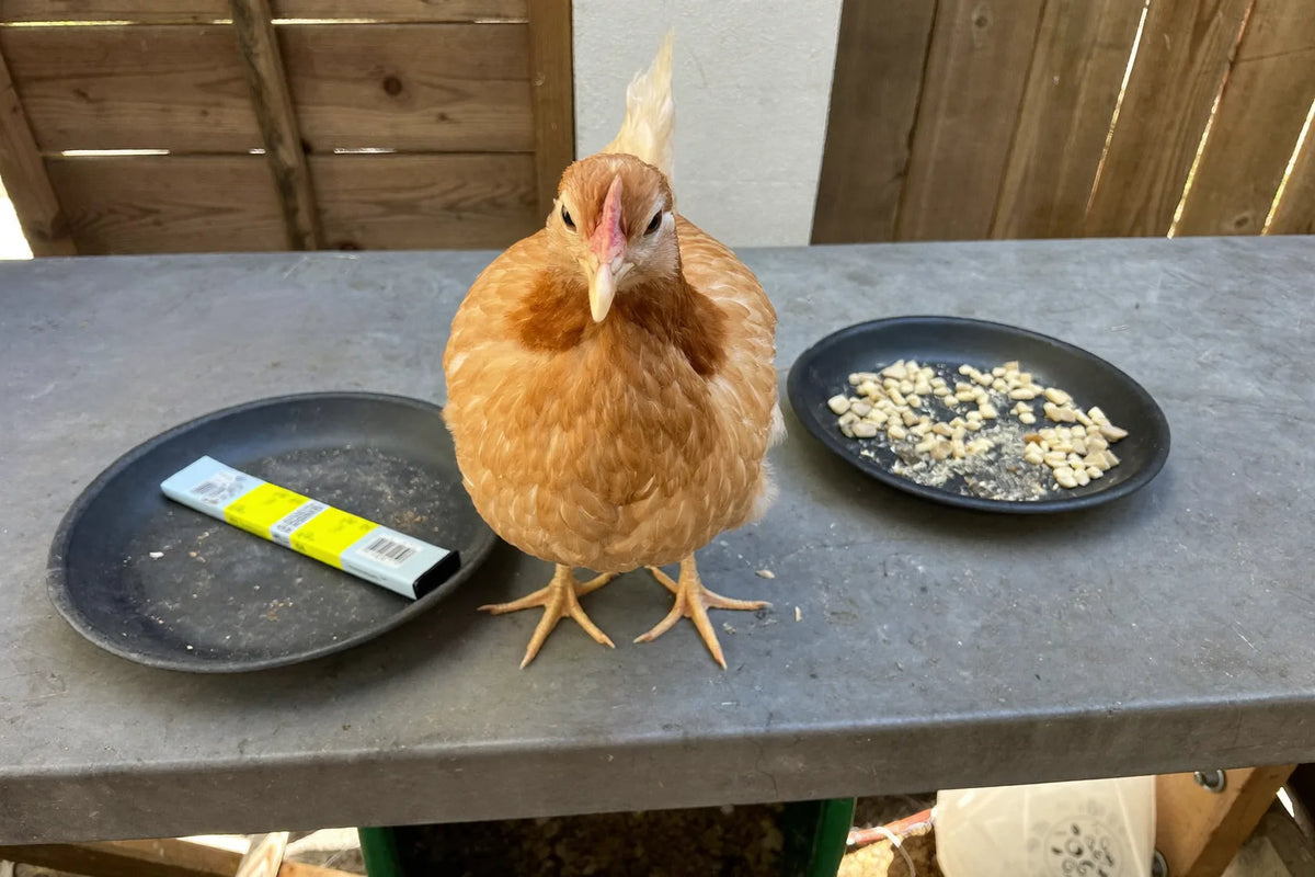 Two shallow dishes of dry chicken feed on a workbench, broken crumbles in one and cylindrical pellets in the other