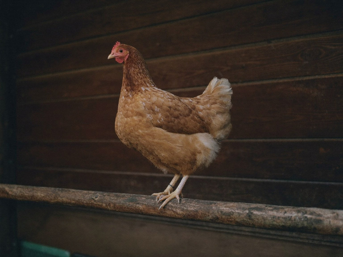 Brown hen perched on a straight wooden roost bar inside a dim coop at dusk