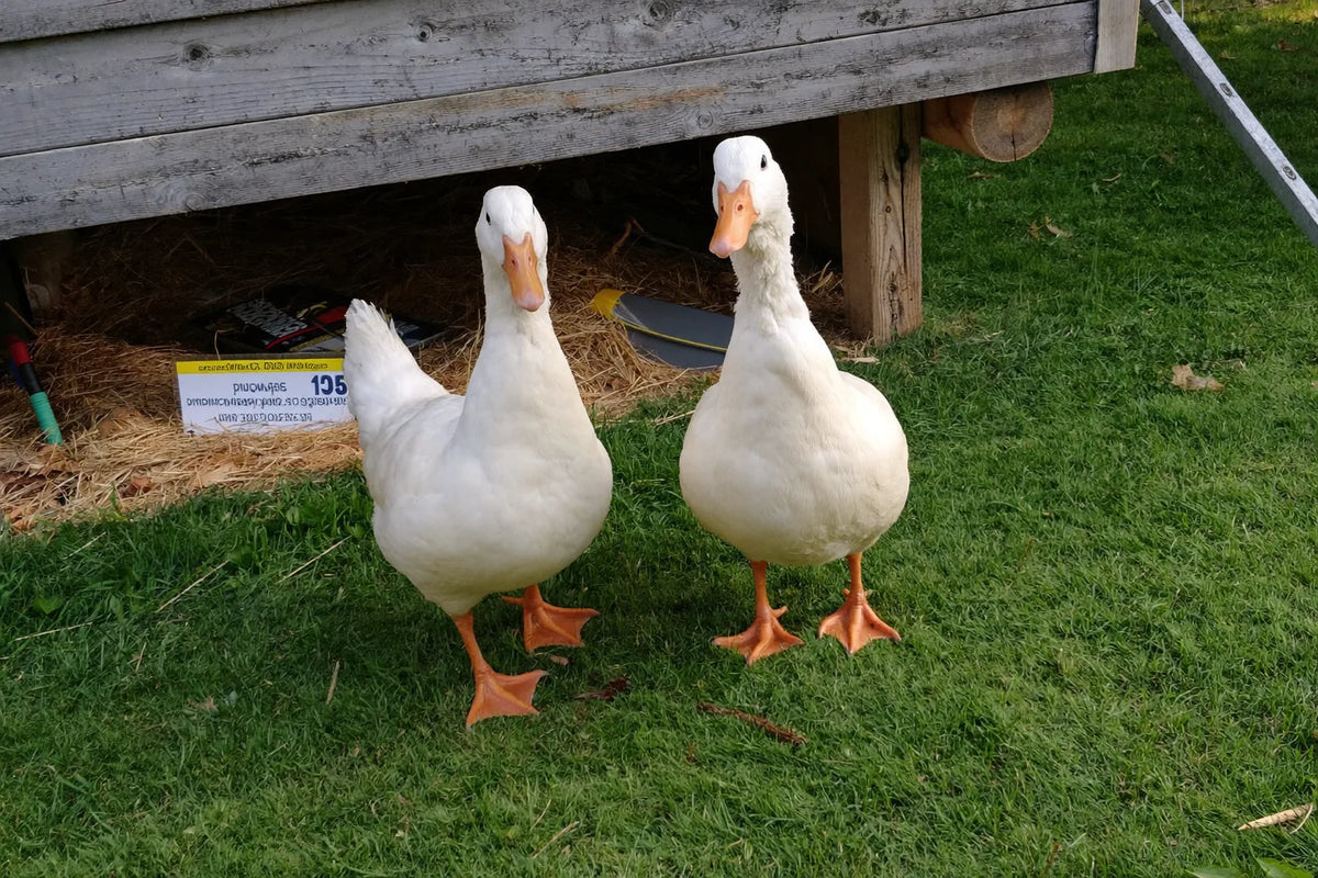 Two white ducks standing on straw bedding outside a low timber shelter on mown grass