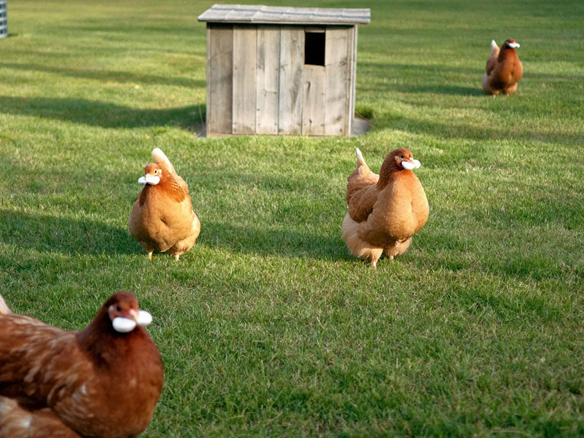 Four brown hens spread across a mown backyard lawn behind a low garden fence