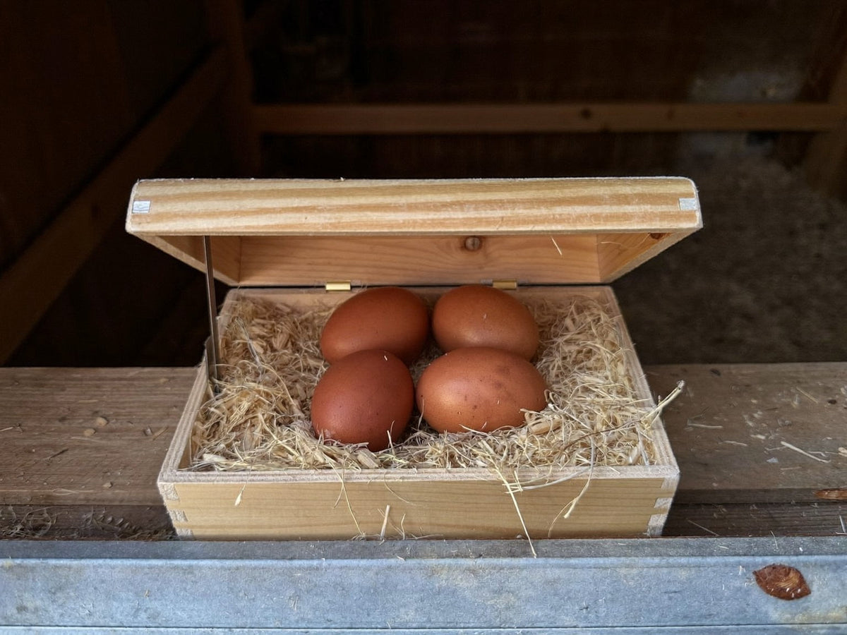Open lift-lid wooden nesting box lined with shavings holding four brown eggs