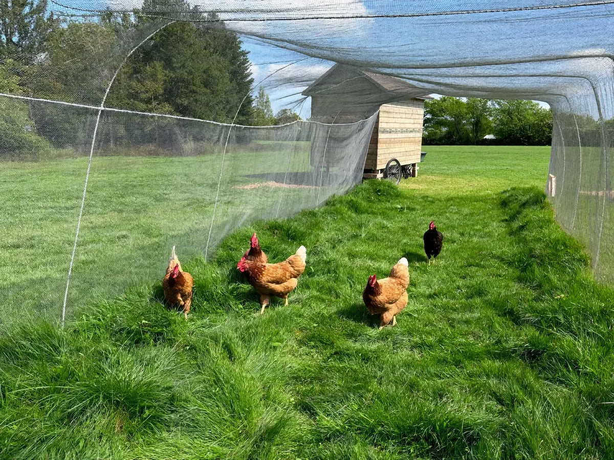 Hens on fresh grass inside the mesh run of a wheeled wooden chicken coop