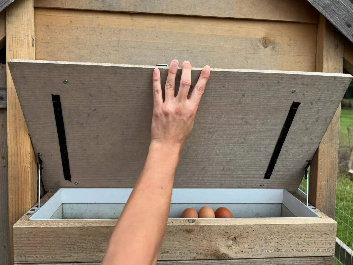 Hand lifting the outside lid of a wooden coop nest box to reach eggs resting in a shallow collection tray