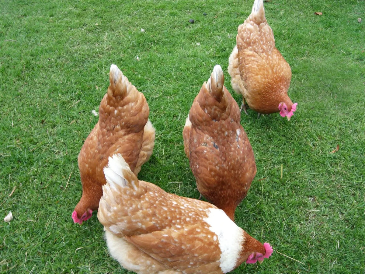 Four brown hens foraging together on mown backyard grass