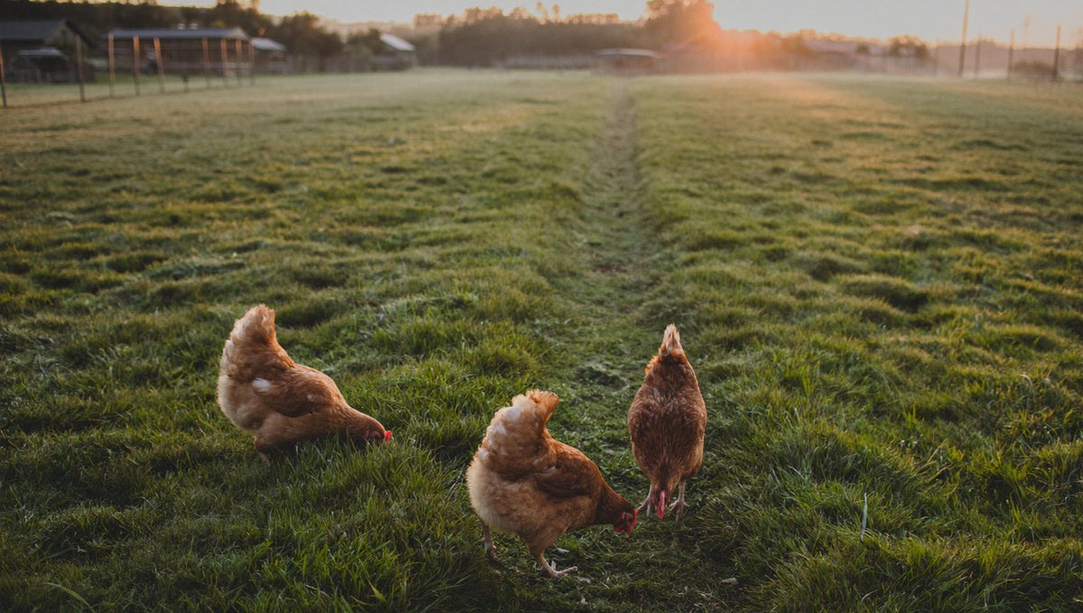 Mobile chicken coop on grass, the alternative to a stationary walk-in coop
