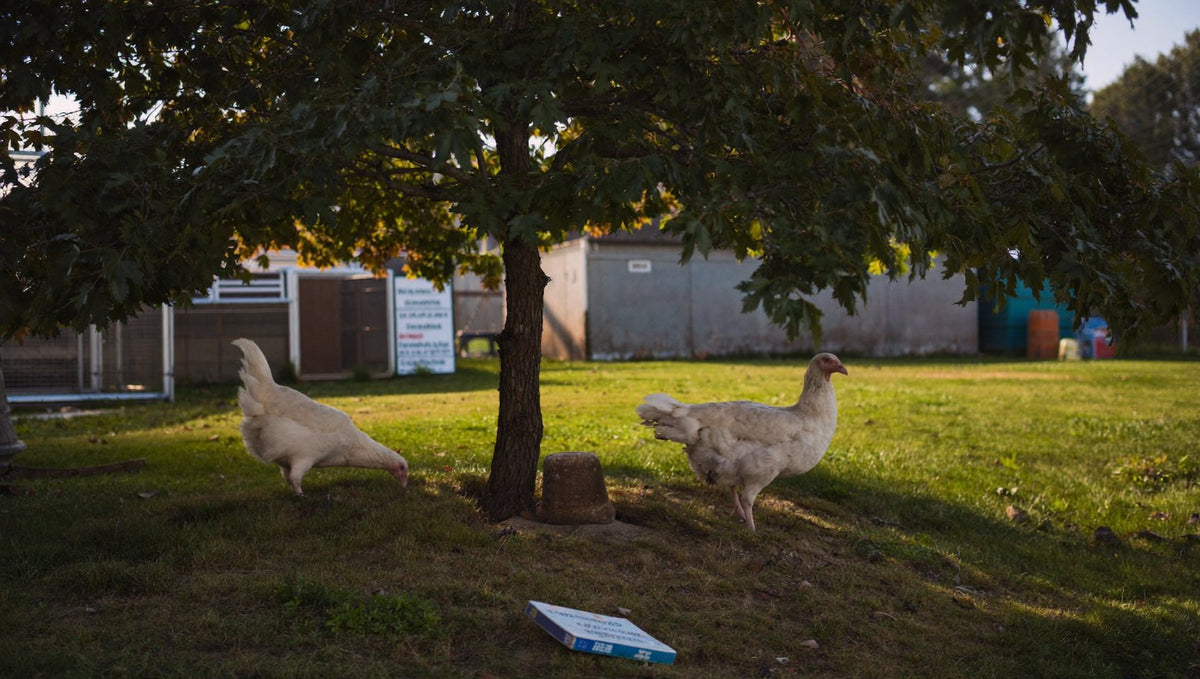 Fine-mesh covered chicken run built for predator resistance