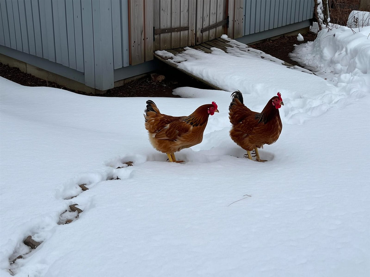 Two cold-hardy hens standing in snow outside a backyard chicken coop