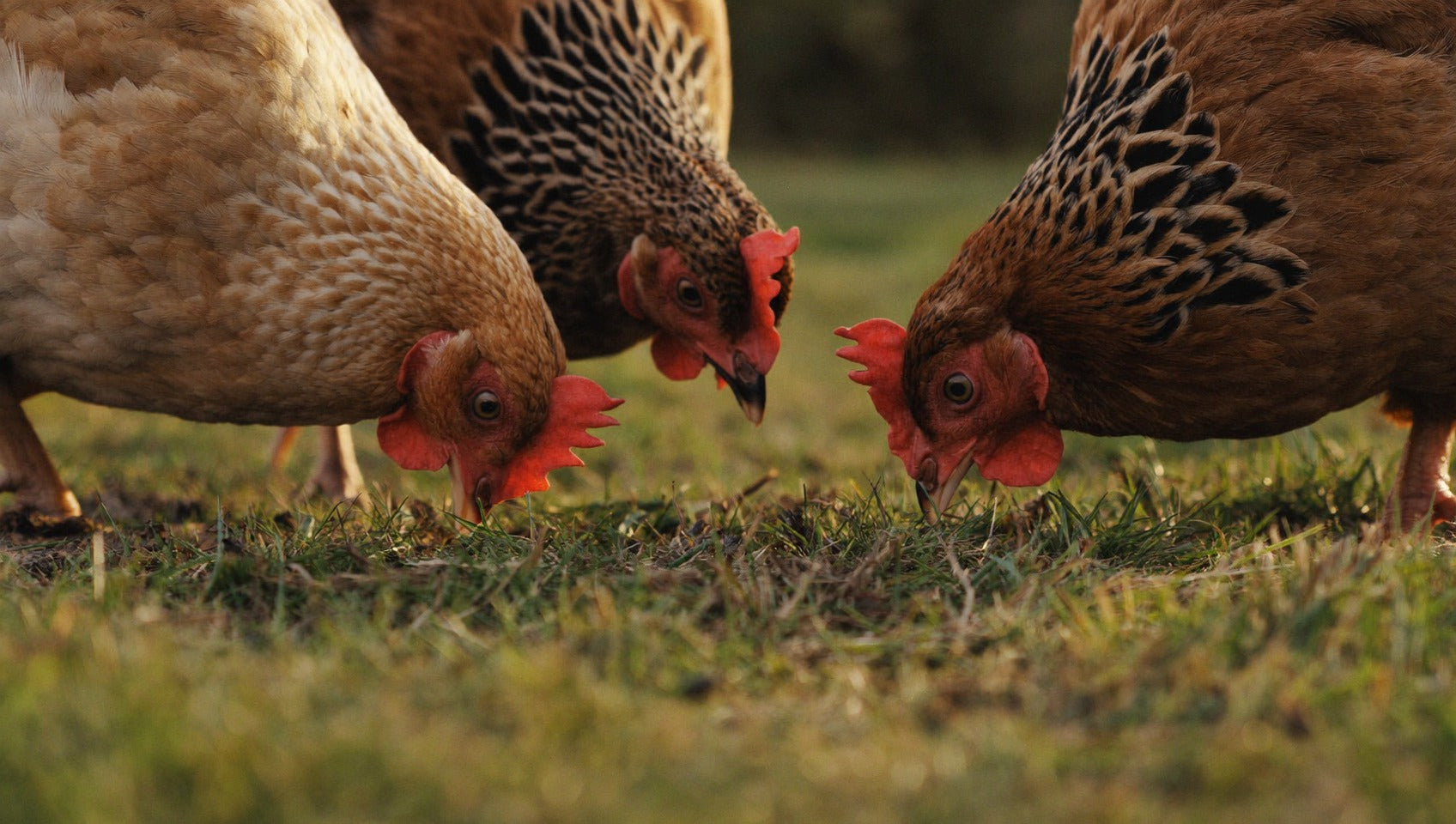 Three hens grazing close to the grass at golden hour