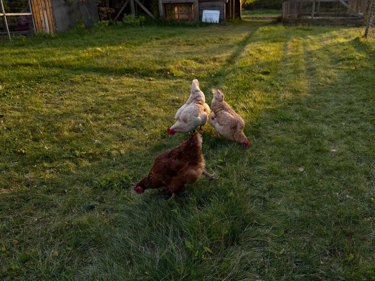 Three hens grazing a mown run at golden hour beside timber outbuildings