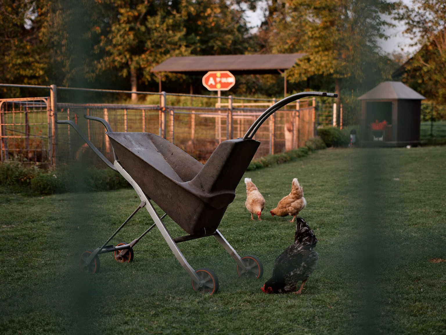 why move your chicken coop