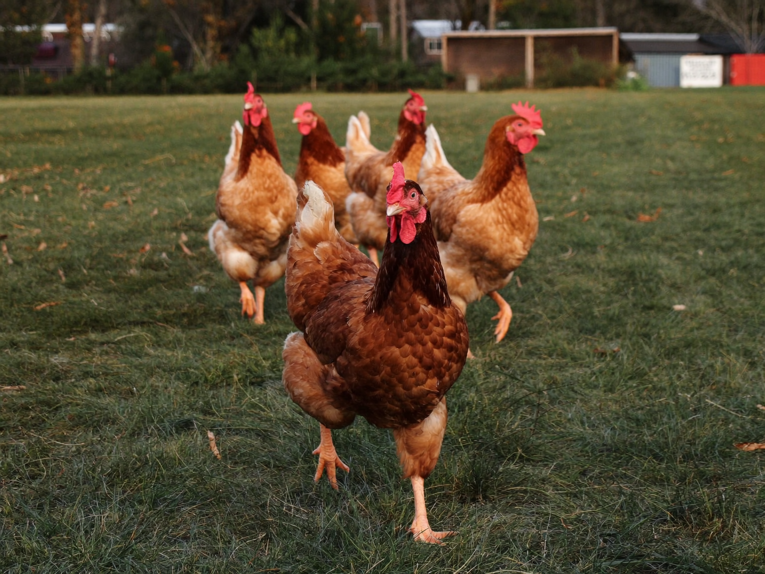 chicken coop size guide