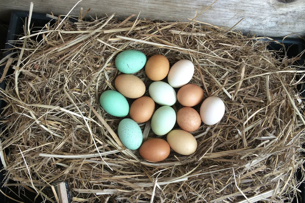 Overhead view of a straw nest holding white, brown, pale blue and pale green eggs together