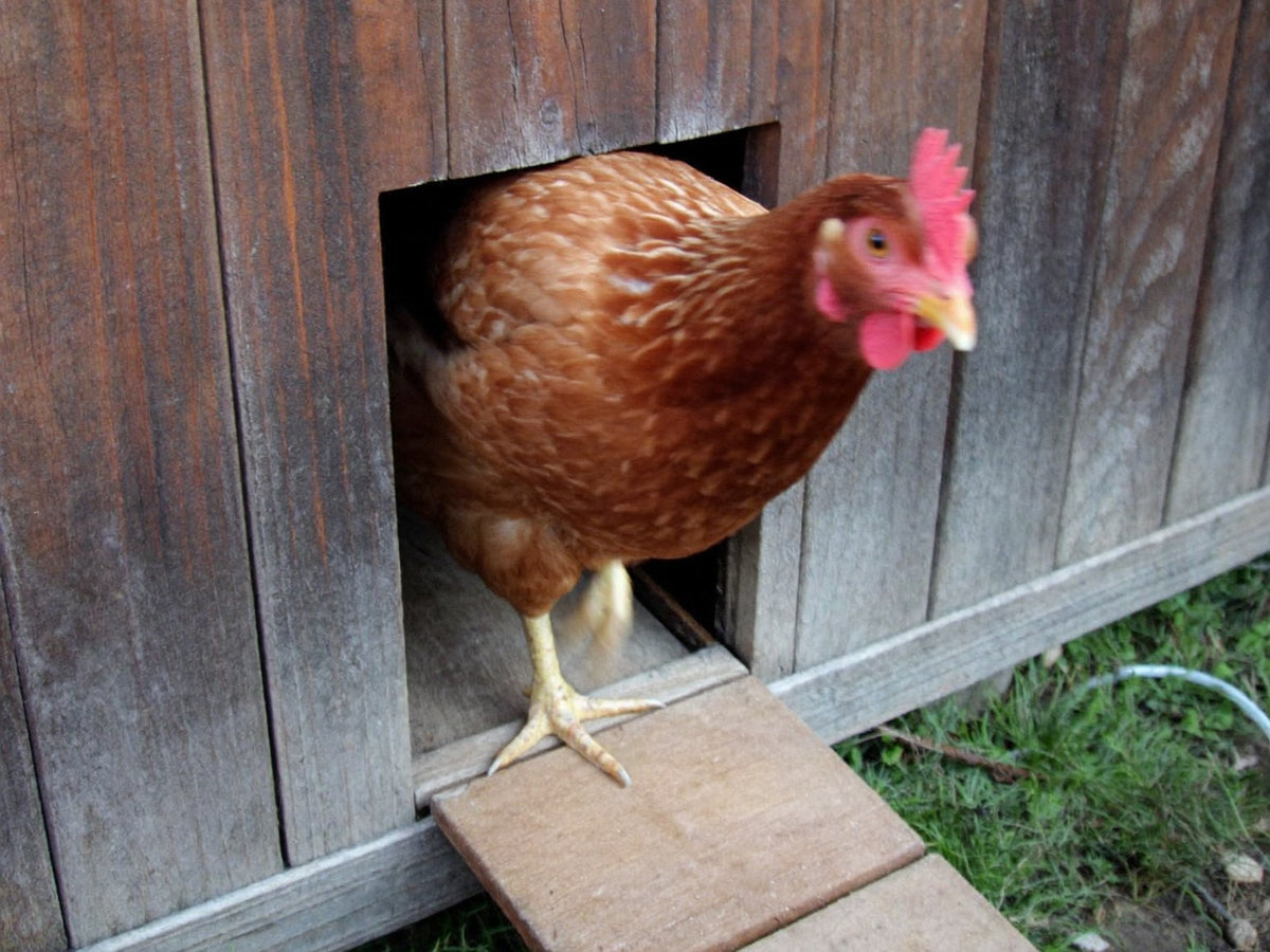 Brown hen stepping out through a square pop-hole doorway onto a wooden ramp
