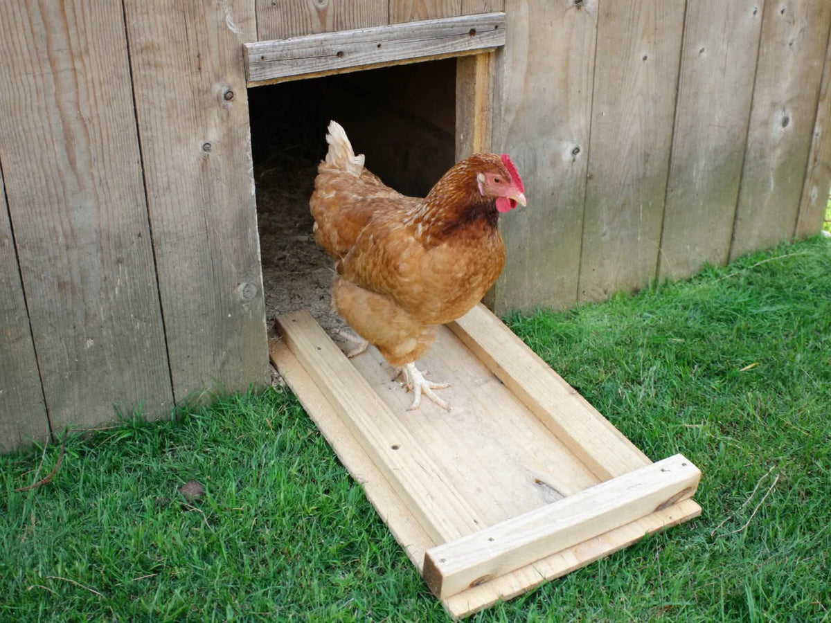 Brown hen walking down a wooden ramp from a raised coop doorway onto mown grass