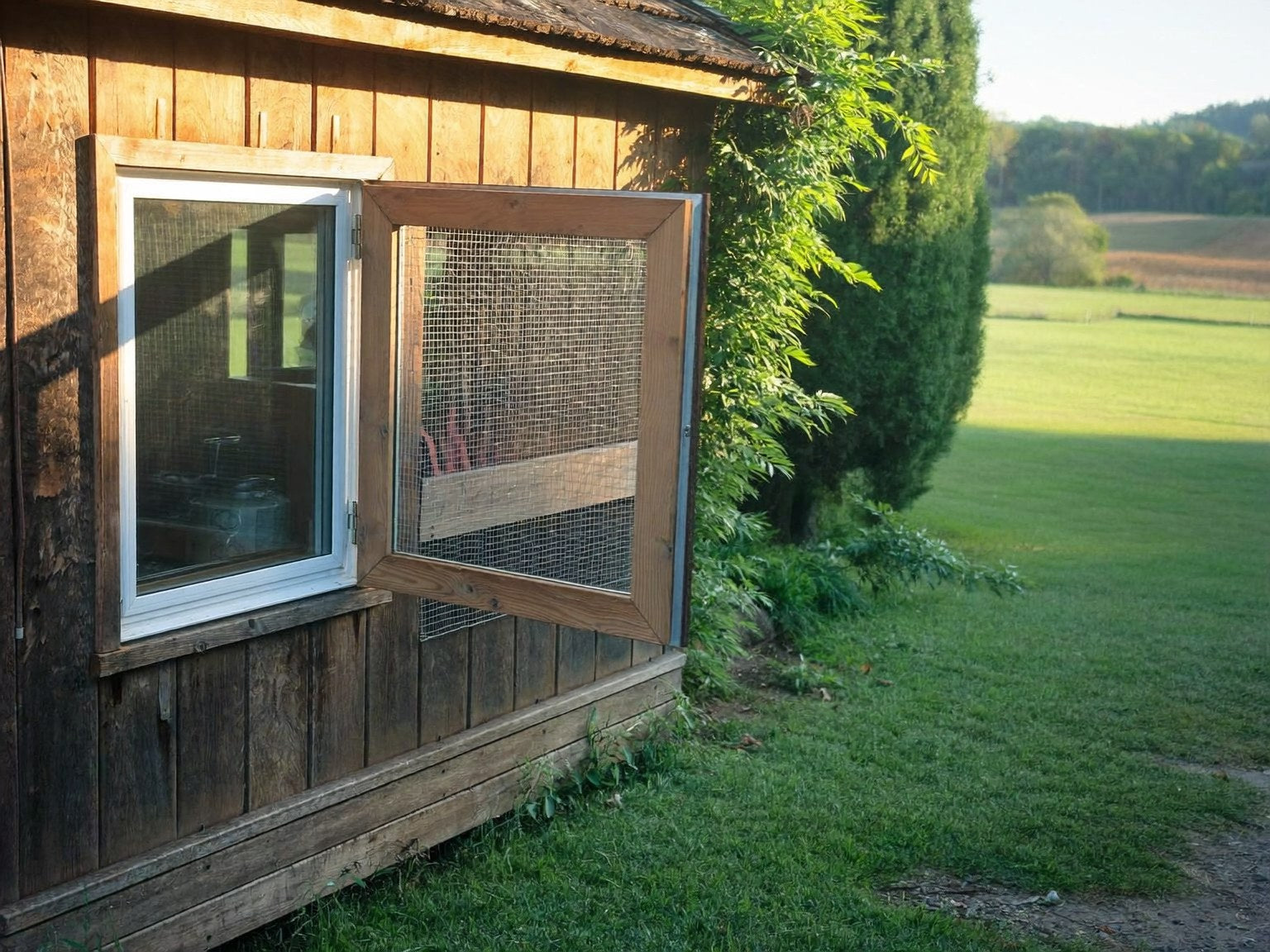 Wooden chicken coop with its mesh-covered side window propped wide open in morning light