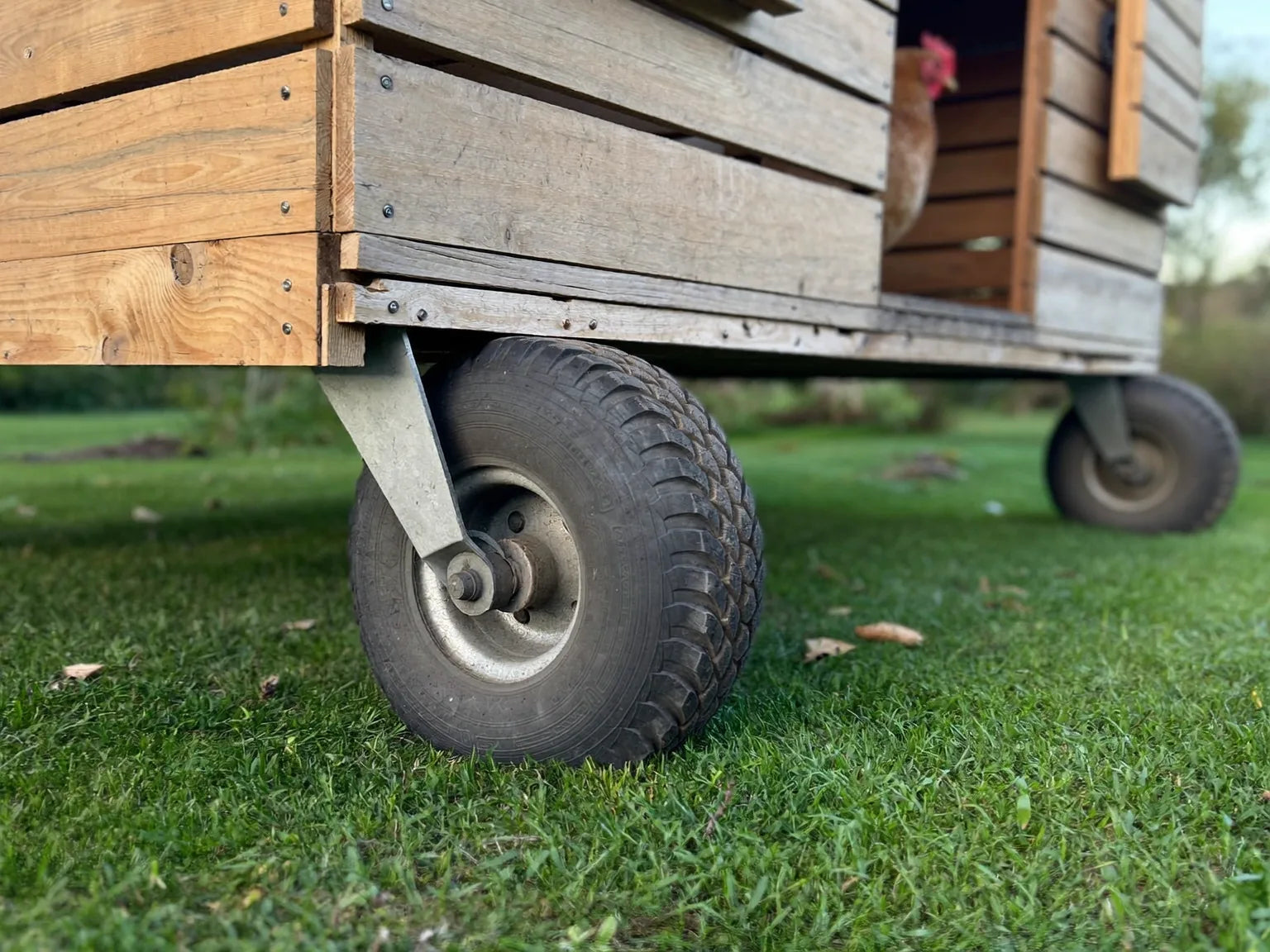 Low angle of a wheeled chicken coop on a lawn, one wheel large in the foreground, hen at the pop-hole