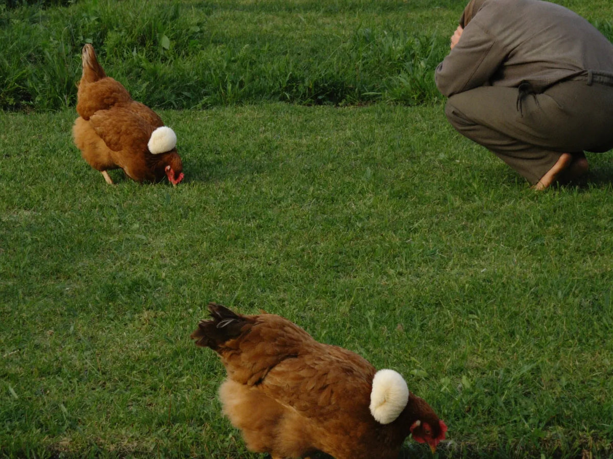 Two hens foraging on mown grass in early morning light