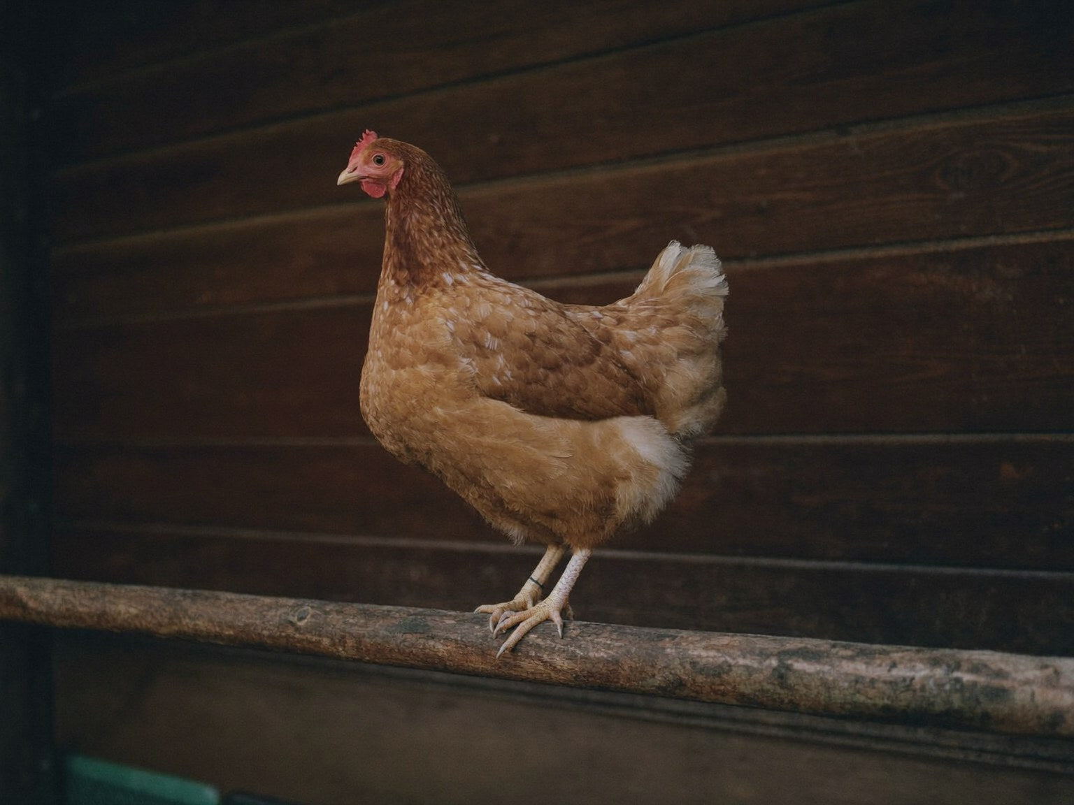 Brown hen perched on a straight wooden roost bar inside a dim coop at dusk