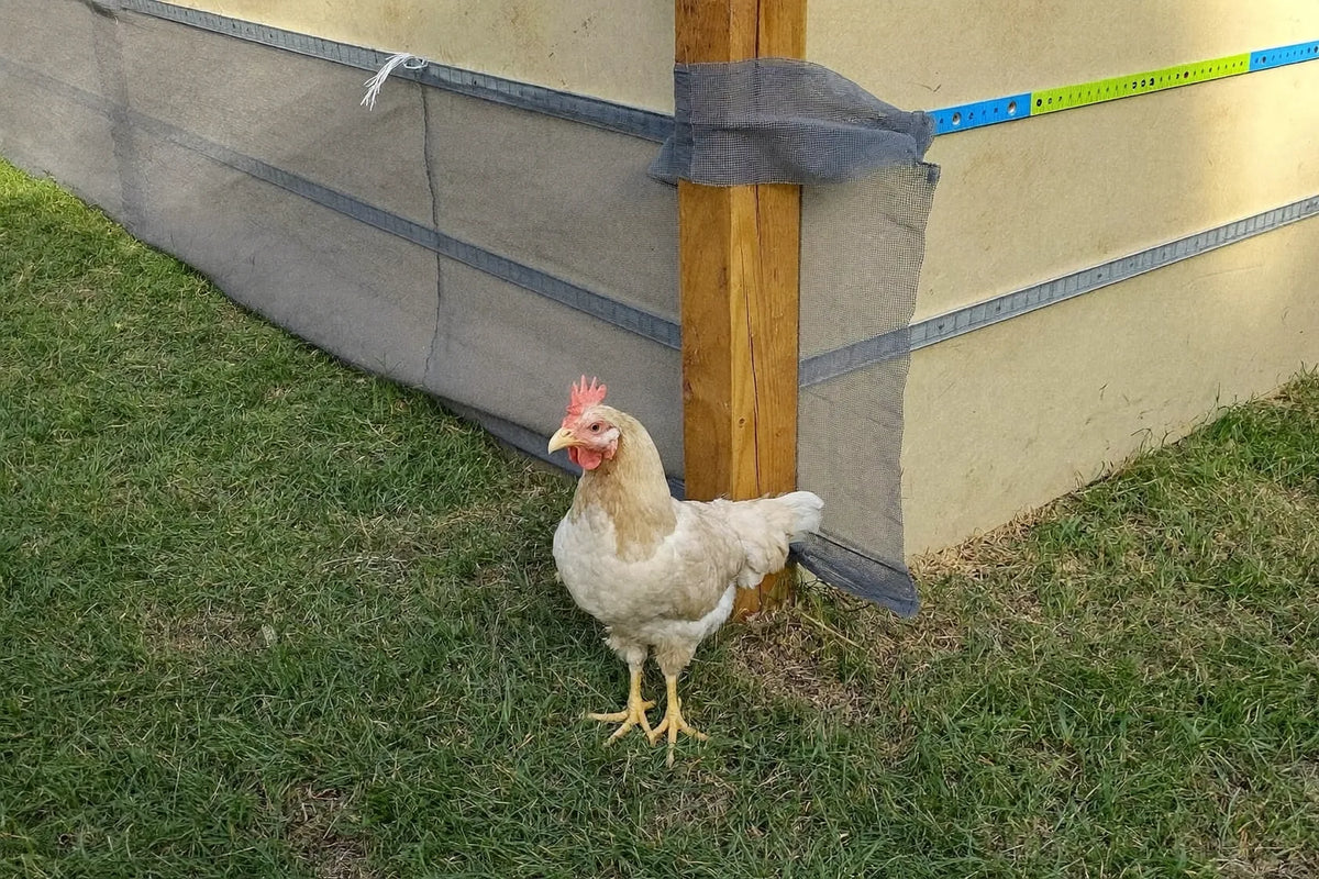 Timber corner post and a stretched wire mesh panel on a part-built chicken run standing on mown grass