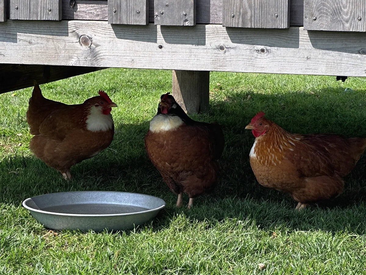 Three hens standing in the shade under a raised wooden coop beside a low pan of water on mown grass