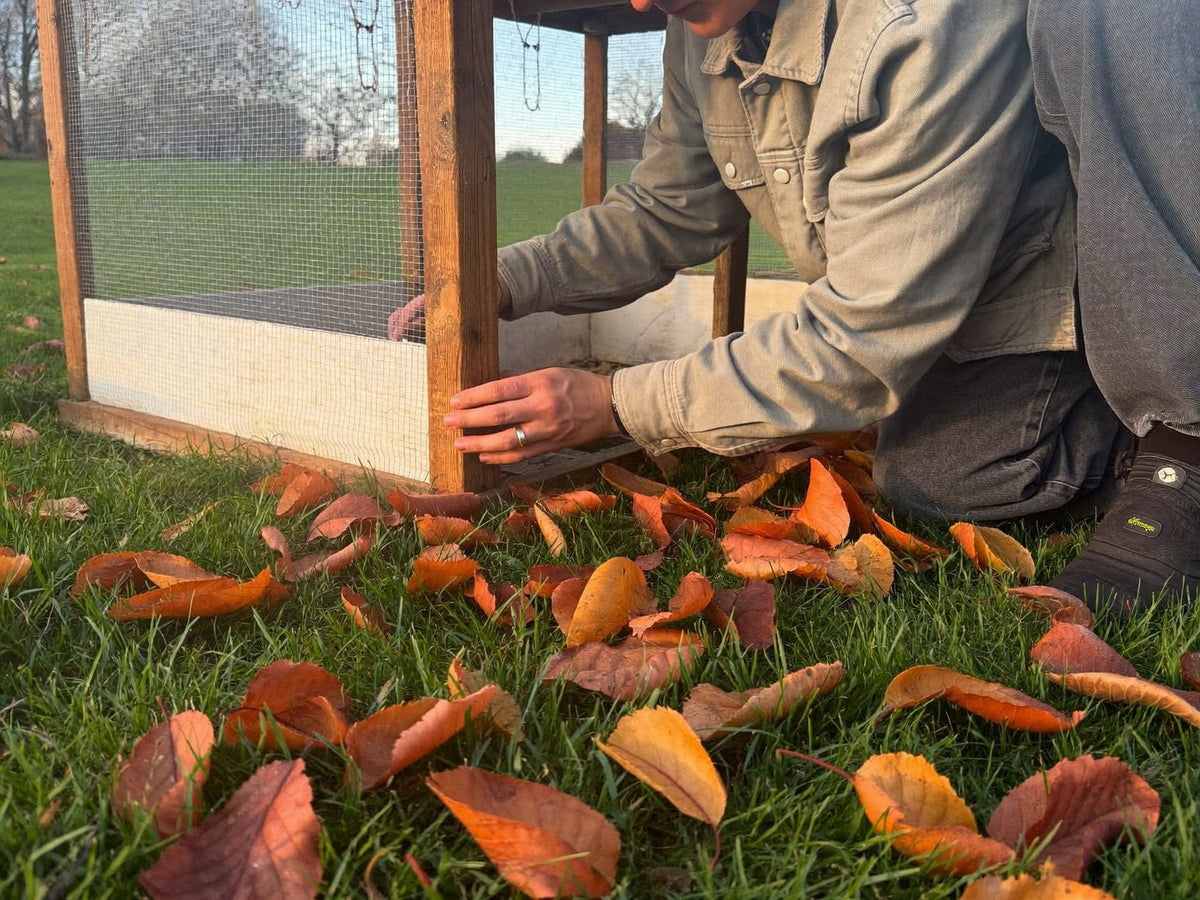 Keeper kneeling beside a mesh-panelled chicken coop among fallen autumn leaves