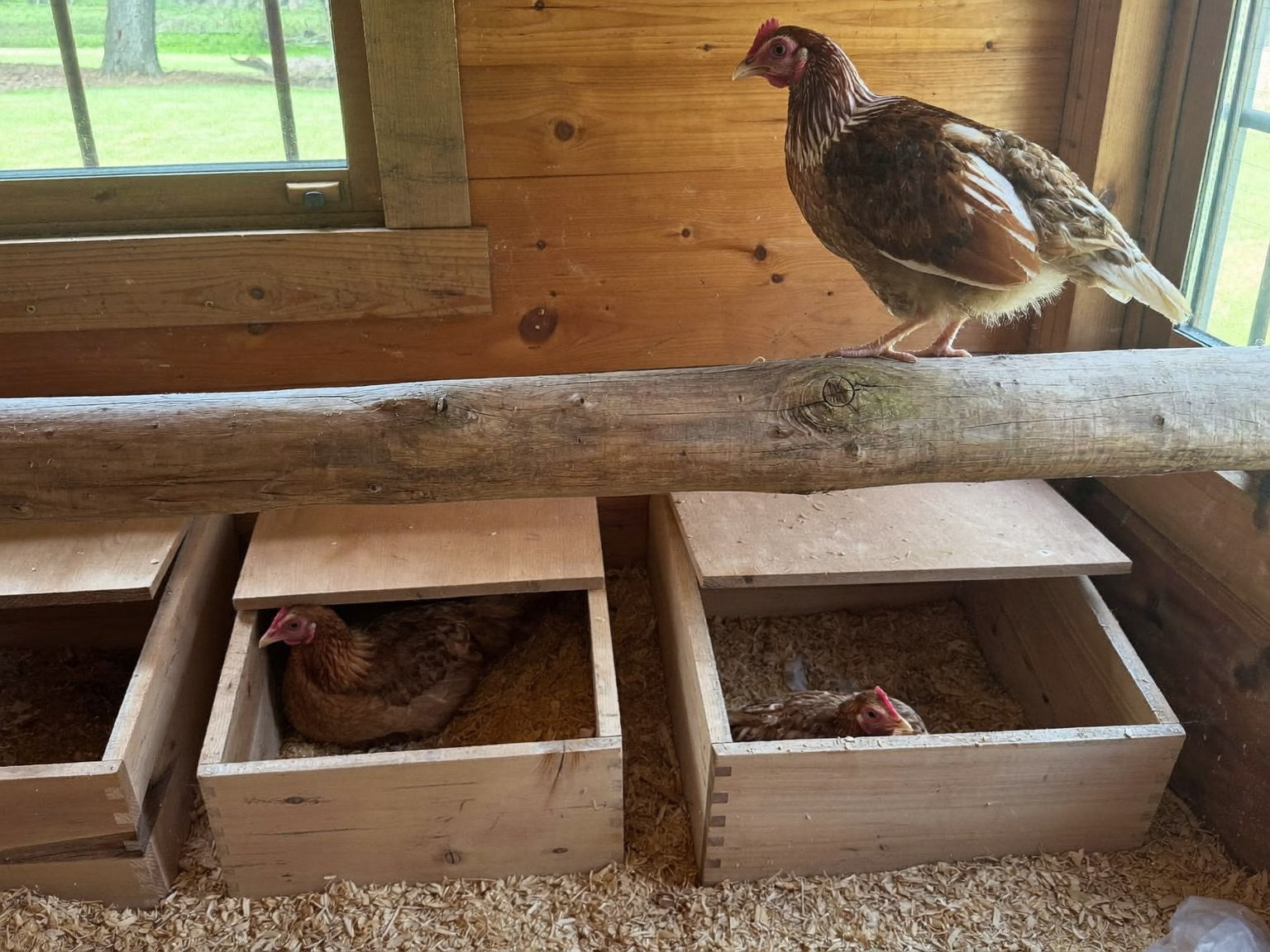 Hen perched on a wooden roosting bar directly above open-fronted nesting boxes in a coop