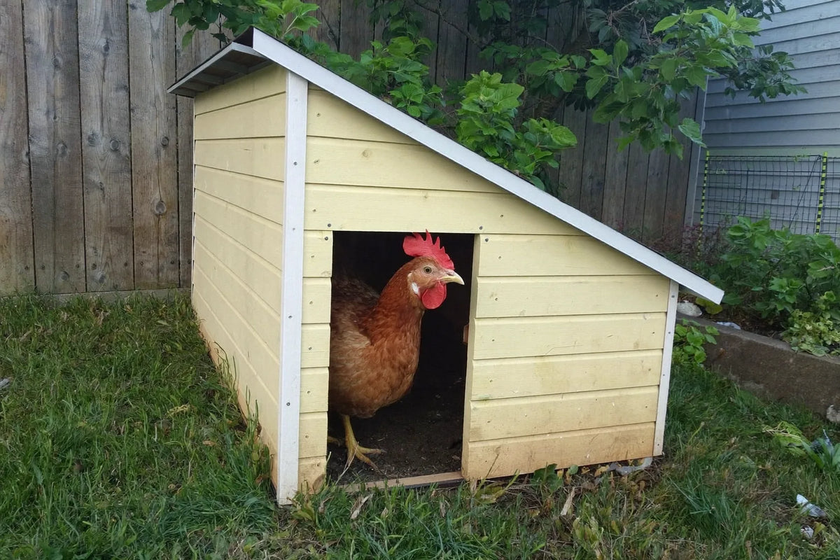 Single-slope lean-to chicken coop in a narrow side yard, its high edge standing clear of a garden wall