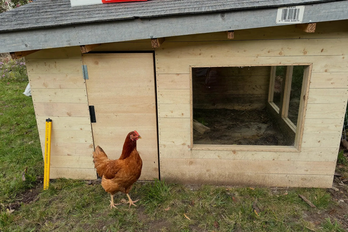Home-built plywood hen house with a single-slope roof and one large fixed pane, weathered grey, on rough grass