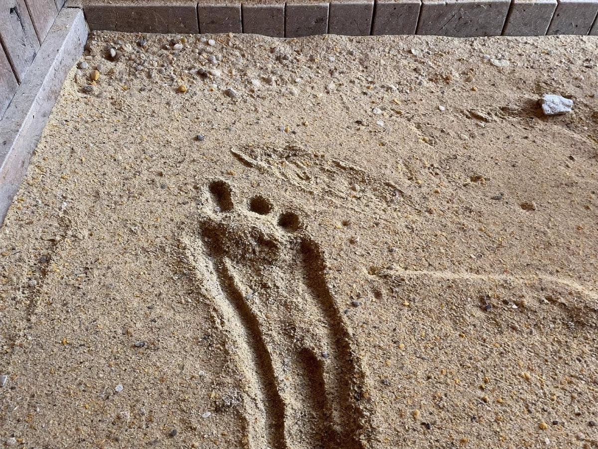 Coarse washed sand spread across a coop floor with a hen footprint pressed into it