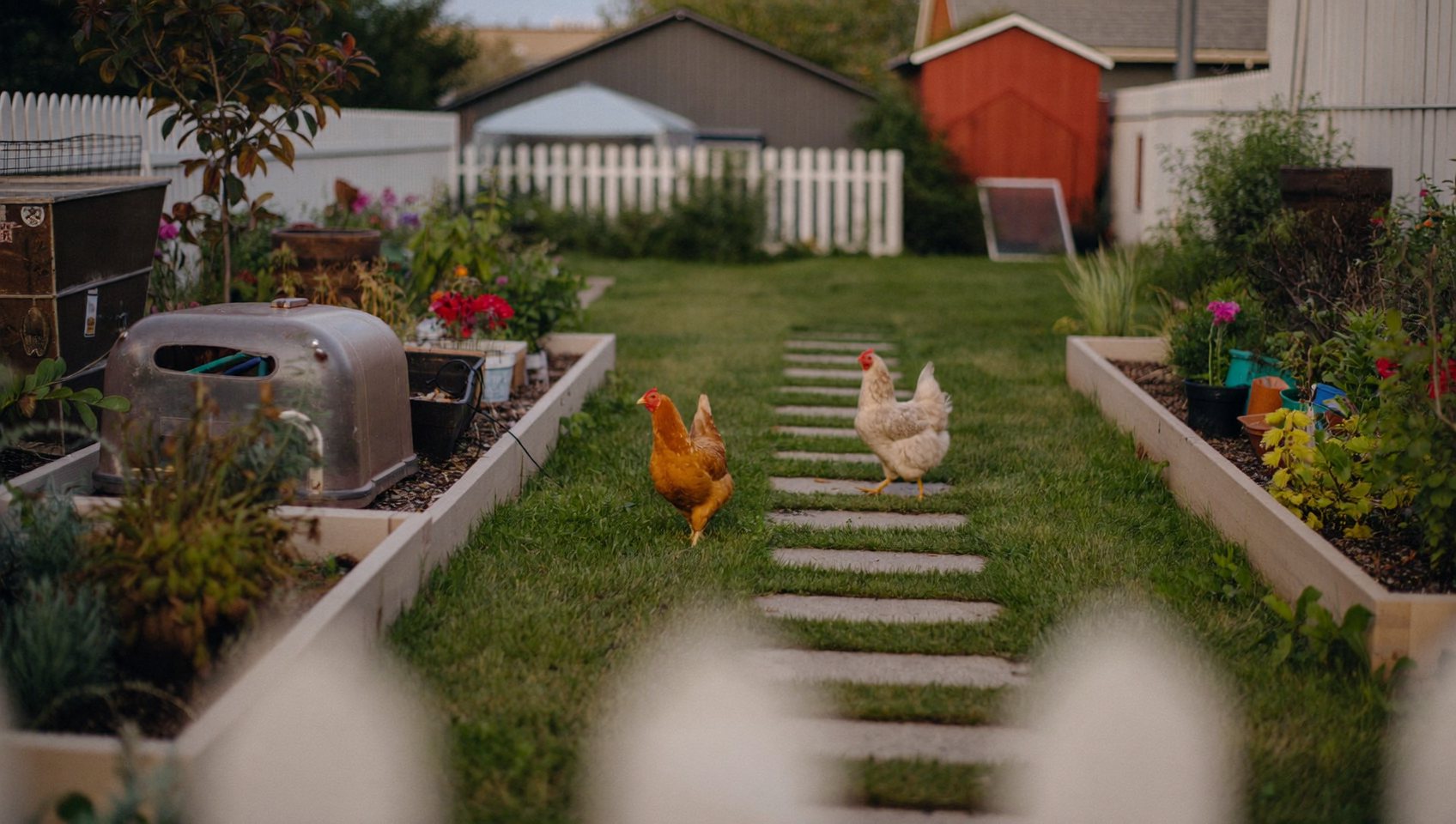 Portable chicken coop mid-rotation on a backyard lawn