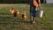 Walk-in chicken coops