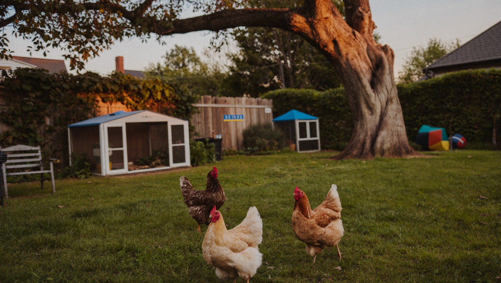 Backyard at golden hour with hens