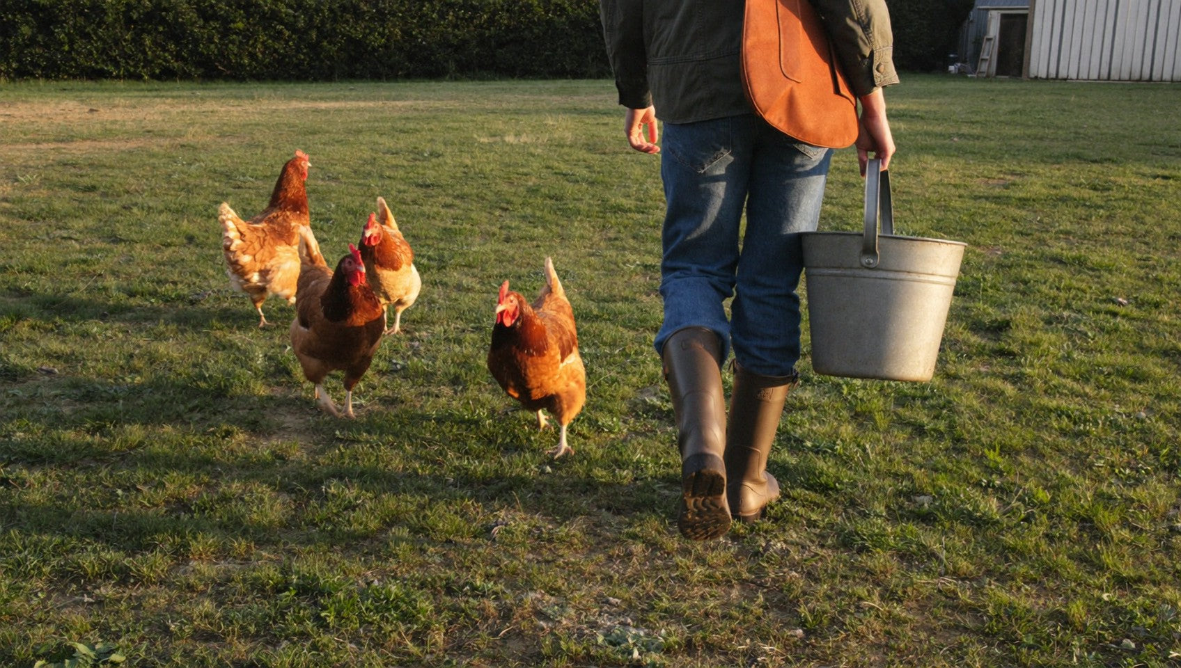 Keeper walking with hens on open lawn