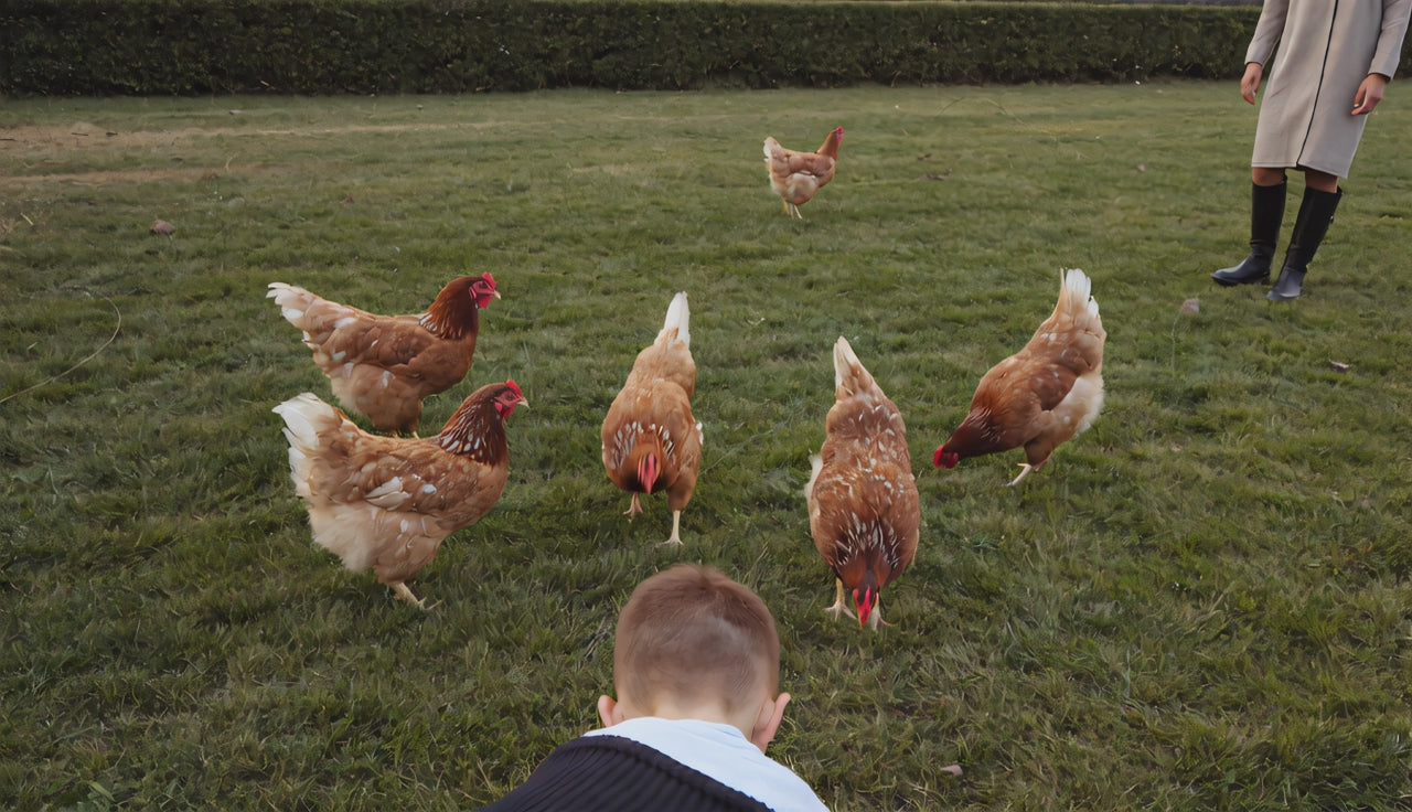 Hens on fresh grass